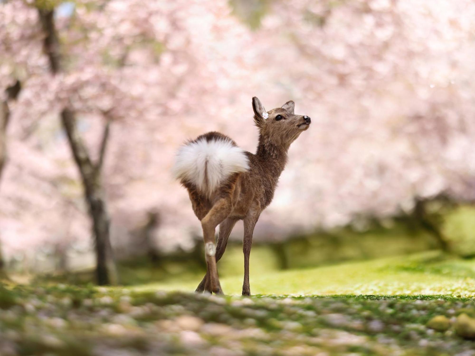 Grand Mercure Nara Kashihara 橿原市 外观 照片